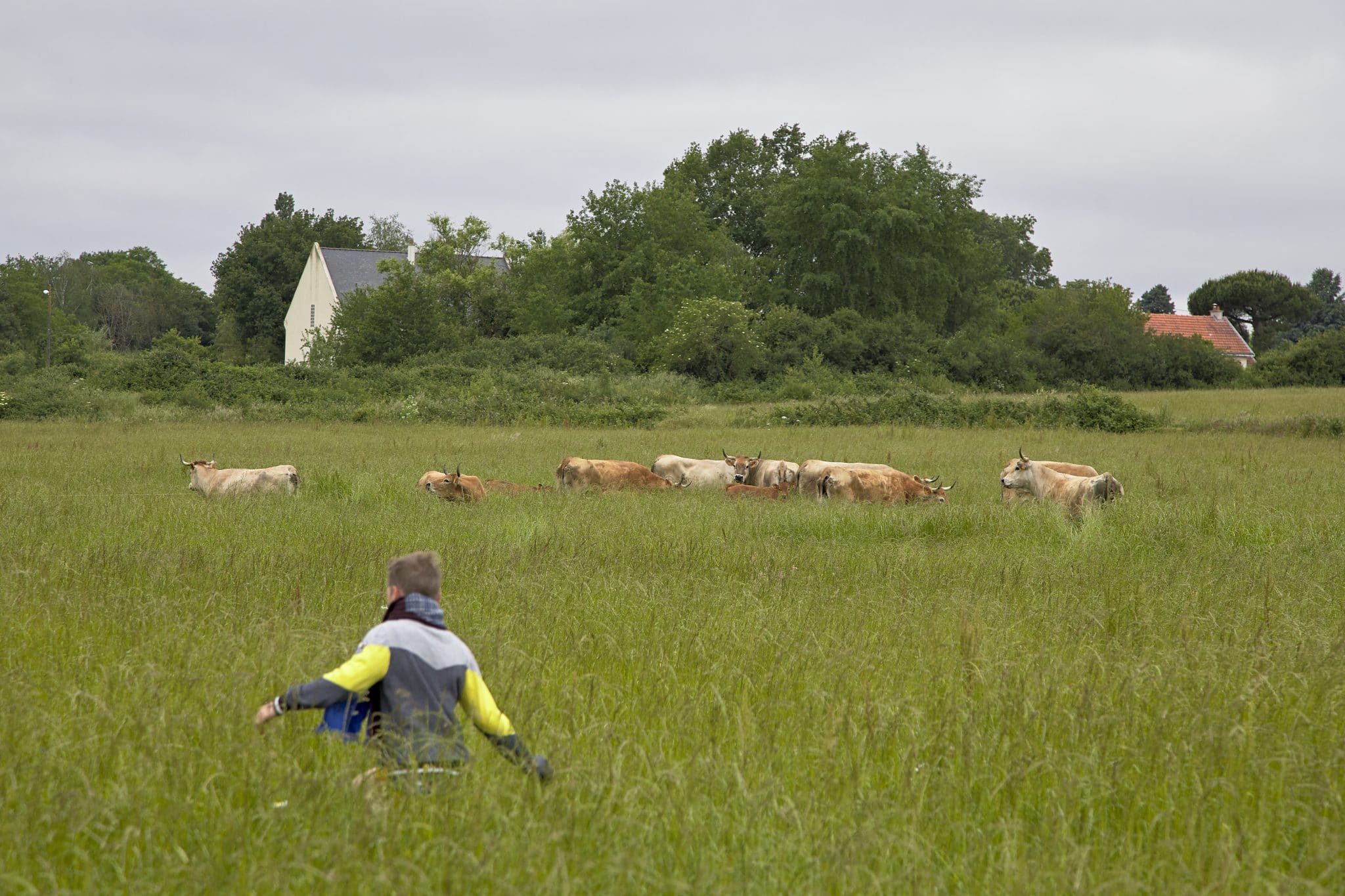 Vaches nantaises