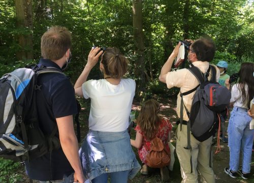 Balades autour des oiseaux dans le Bois Hue © NMA