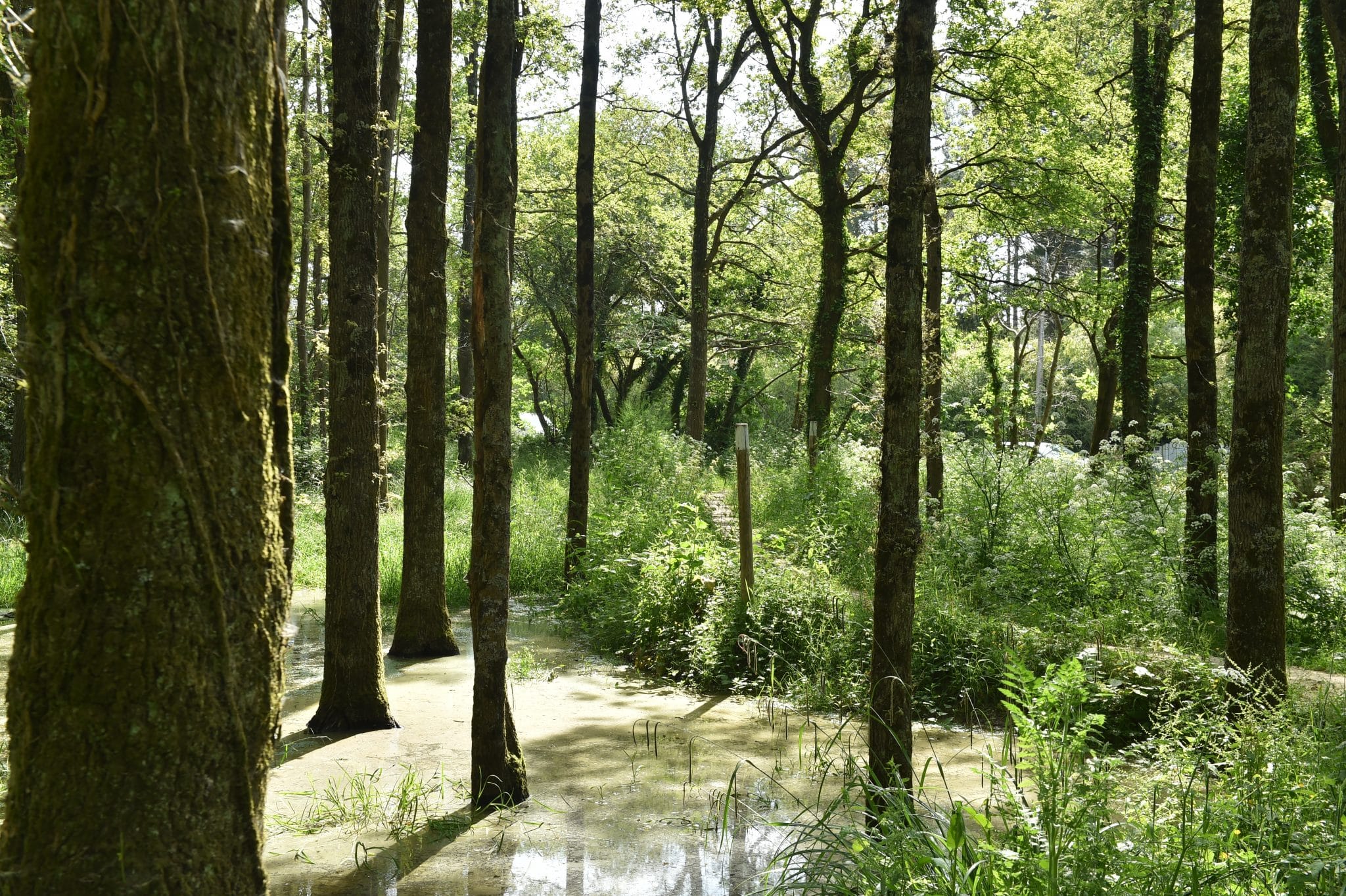 Au Champ de Manoeuvre, la restauration des zones humides est une priorité © Nautilus