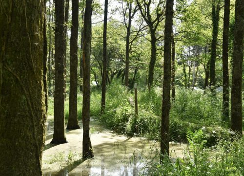 Au Champ de Manoeuvre, la restauration des zones humides est une priorité © Nautilus