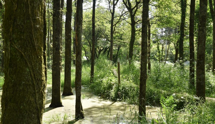 Au Champ de Manoeuvre, la restauration des zones humides est une priorité © Nautilus